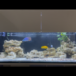 Publication de CyphotilapiaBlueZaireMoba