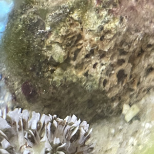 Publication de Erv52