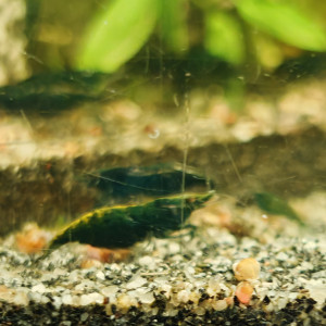 néo caradina green jade issue hulk