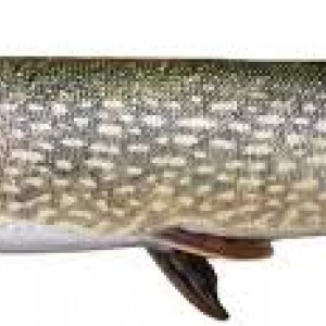 Esox lucius