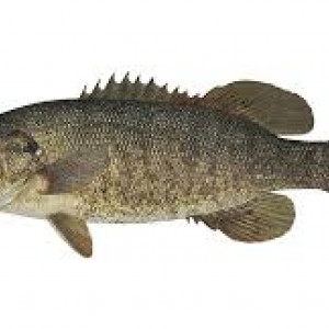 Micropterus dolomieu