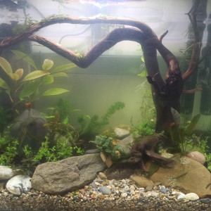 Aquascape crevettes 46 litres