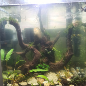 Aquascape crevettes 31 litres