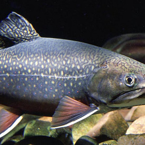 Salvelinus fontinalis