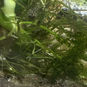 Publication de Erv52