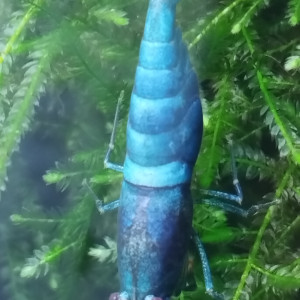 Publication de Olivier1977