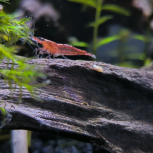 Publication de Jojo63