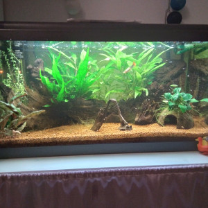 50l Guppy Choucroute