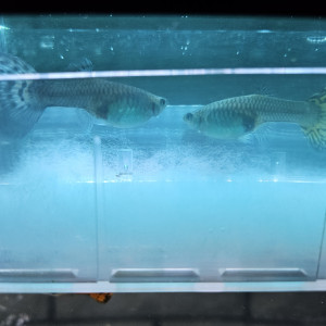 Publication de Didine292