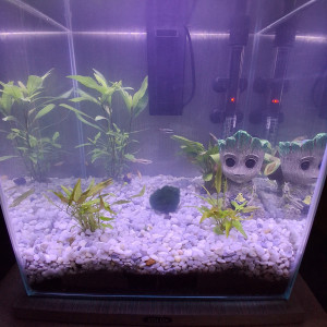 Publication de Linou02130