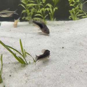 3 corydoras