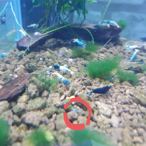 Publication de PORTELLI