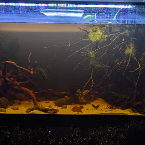 VARI4