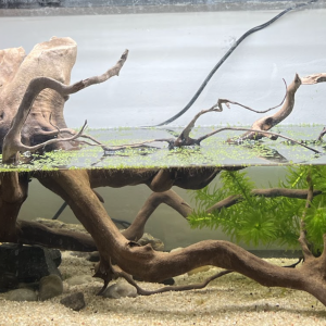 Bac Cynops pyrrhogaster