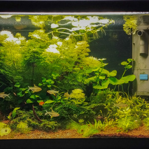 Publication de LeFan2poissons