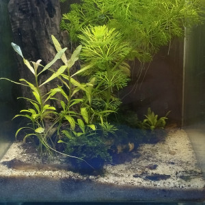 Publication de LeFan2poissons