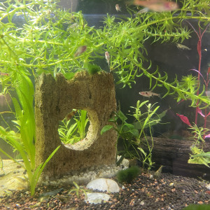 Publication de Sof51