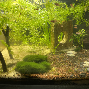 Publication de Sof51