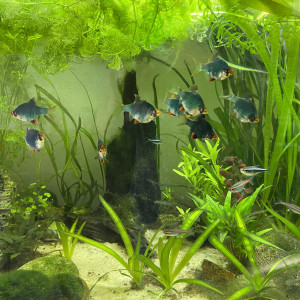 Aqua Cuisine