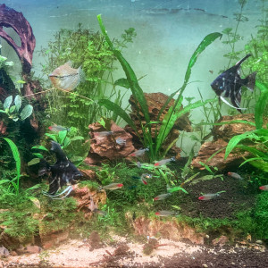 Aquarium pour Pterophyllum scalare