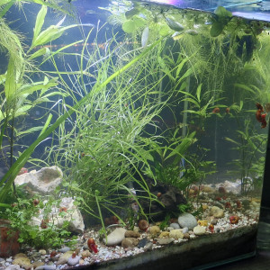 50l crevettes