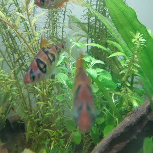 Anubiadamidum