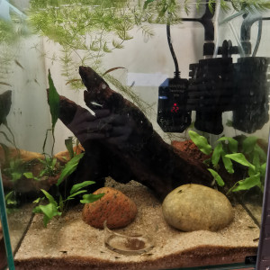 neocaridina davidi décolorées