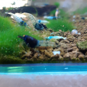 Publication de PORTELLI