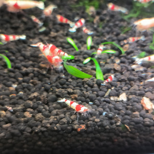 Crystal red Caridina