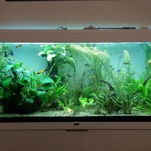 Publication de Anubiadamidum