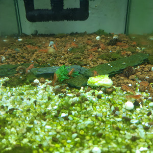 Publication de PORTELLI