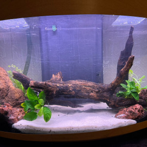 aquarium de sauvetage