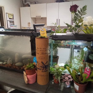 Low tech 80l