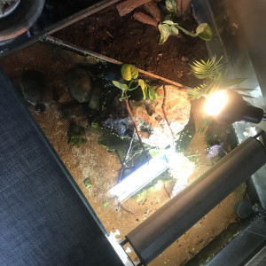 Publication de Balla