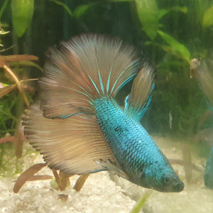 Publication de Aleau