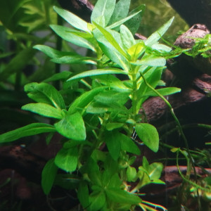 Publication de Olivier1977