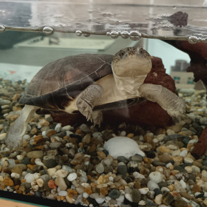 Aquarium Aqua