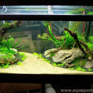 Spécifique guppy endler et platy