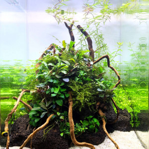 Spécifique crevette yellow néon