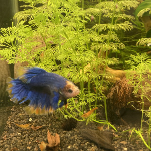 B 3 1 - couple beta splendens néocaridina orange