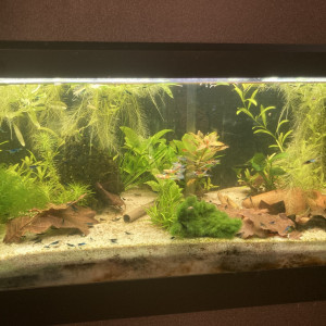 C 2 2 Cherax  et blue velvet et endler M