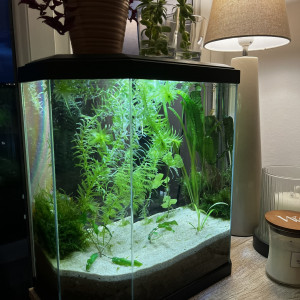 Crevettes walstad
