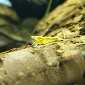 Aquarium neocaridina yellow néon fire