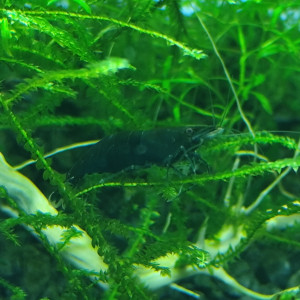 Aquarium spé green jade