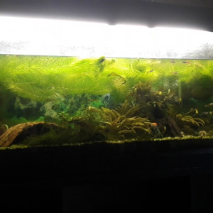URGENT : Guppies déclassés