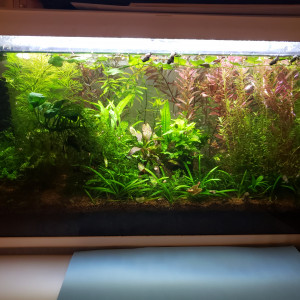 ciano 60