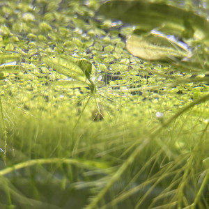 Pistia stratiotes plantes flottantes