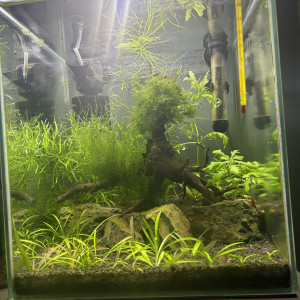 Aqua crevette