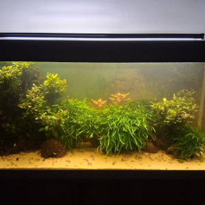 Black water