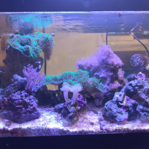 Pico Reef 30L 50x25x25